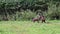 A group of eastern wallaroos are jumping in a park