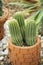 A group of Echinopsis, succulent cactus in flowerpot for decorating in the garden