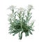 Group of Edelweiss flowers with furry petals and leaves isolated on white background. Edelweiss is a mountain flower rare