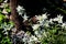 Group of edelweiss with its wooly beige bracts.