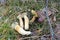 Group of edible Bay bolete Imleria badia mushroom in forest