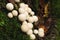 Group of edible lycoperdon mushrooms known as puffball grows on a tree stump in the forest