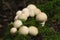 Group of edible lycoperdon mushrooms known as puffball grows on a tree stump in the forest