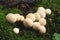 Group of edible lycoperdon mushrooms known as puffball grows on a tree stump in the forest