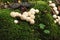 Group of edible lycoperdon mushrooms known as puffball grows on a tree stump in the forest