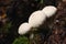 Group of edible lycoperdon perlatum mushrooms known as puffball grows on a tree stump in the forest