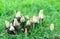 Group of edible mushrooms, Soprinus lat., in mature stage similar to toadstools in the grass, close up