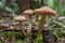 Group of edible wild mushrooms - honey agaric. Family of mushrooms. Fairy forest, the soft moss