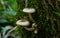 Group of edible wild mushrooms - honey agaric. Family of mushrooms. Fairy forest, the soft moss