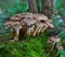 Group of edible wild mushrooms - honey agaric. Family of mushrooms. Fairy forest, the soft moss