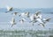 A group of egrets