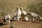 group of Egyptian vultures break an egg with stones
