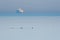 Group of Eiders at sea with a passenger ferry