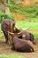 Group of eight big-horned watusi cows with a calf resting after eating.