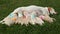 Group of eight newborn labrador retriever puppy sucking milk from