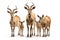 Group of an eland on white background., Wildlife Animals