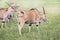 Group of elands antelopes eating in a green prairie