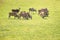 Group of elands antelopes eating in a green prairie