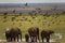Group of elephant going to drink in the swamp area in Tarangire