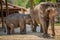 Group of elephant jungle