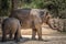 Group of elephant jungle