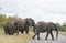 Group elephant in kruger park