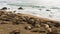 Group of elephant seals