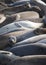 Group of Elephant Seals