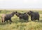 Group of elephants in Amboseli National Park, Kenya, Africa