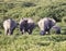 Group of elephants in Amboseli National Park, Kenya, Africa