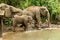 Group of elephants is bathing in a pond between a forest.