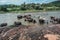 Group of Elephants Bathing in a River at Pinnawala