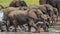 Group of elephants coming out of a dirty pond in a field under the sunlight at daytime