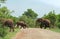 A group of elephants crosses a gravel track in the Kruger National Park