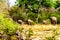 Group of Elephants disappearing in the forest after having been at Olifantdrinkgat, a watering hole in Kruger National Park