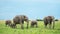 Group of Elephants in a herd walking as a family in lush green savanna landscape, African Wildlife i