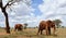 Group of elephants, Kenya