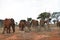 Group of elephants , Kenya