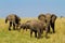 A group of elephants at Masai Mara