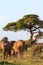 Group of elephants near trees. Amboseli, Kenya