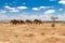 Group of elephants in the Savana, Tsavo National Park, Kenya