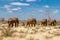 Group of elephants in the Savana, Tsavo National Park, Kenya