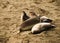 The group of the Elephants Seals on the Piedra Blances State Park beaches California