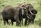 Group of Elephants, Serengeti