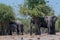 Group of elephants in the shade of trees on the Chobe River in Botswana