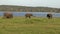 Group of Elephants in Sri Lanka