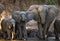 Group of elephants standing near the water. Zambia. Lower Zambezi National Park.