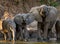 Group of elephants standing near the water. Zambia. Lower Zambezi National Park.