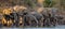 Group of elephants standing near the water. Zambia. Lower Zambezi National Park.