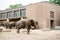 Group of elephants standing in their yard at zoo